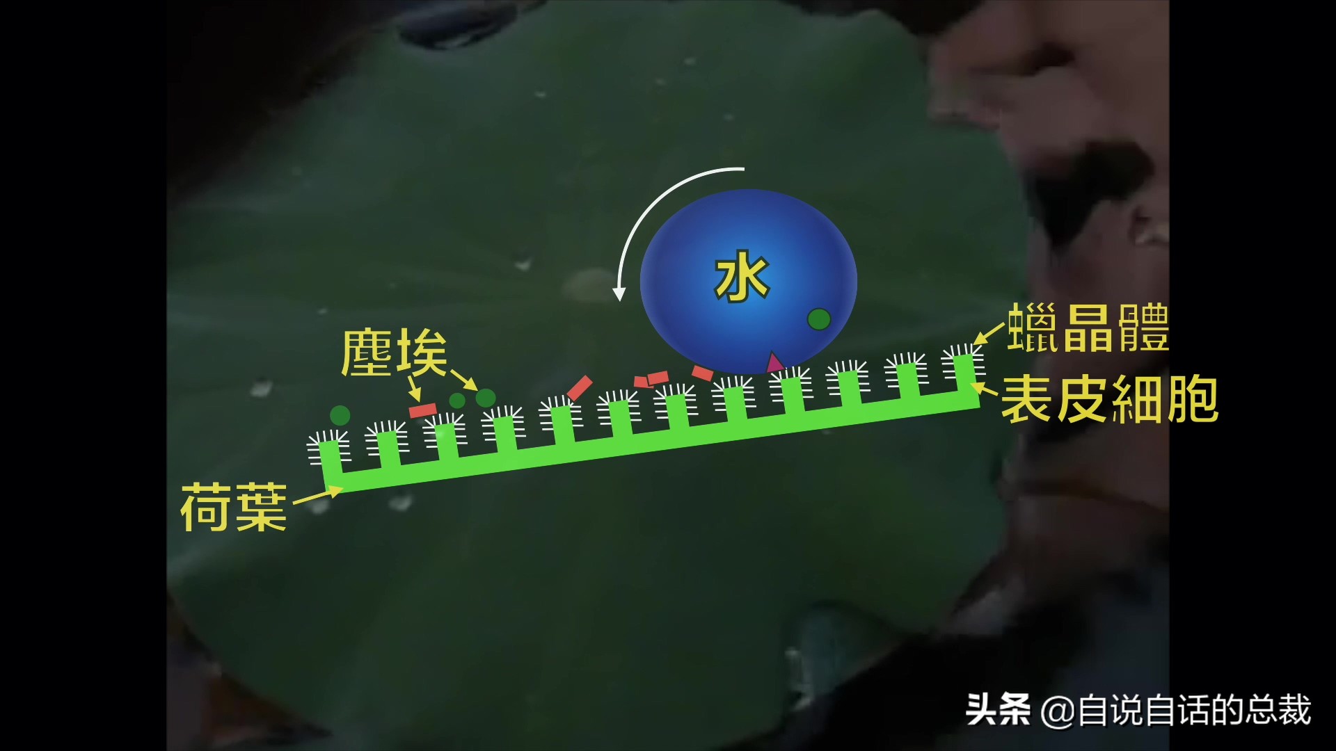 液体猫是真的吗,为什么都说猫咪是液体猫