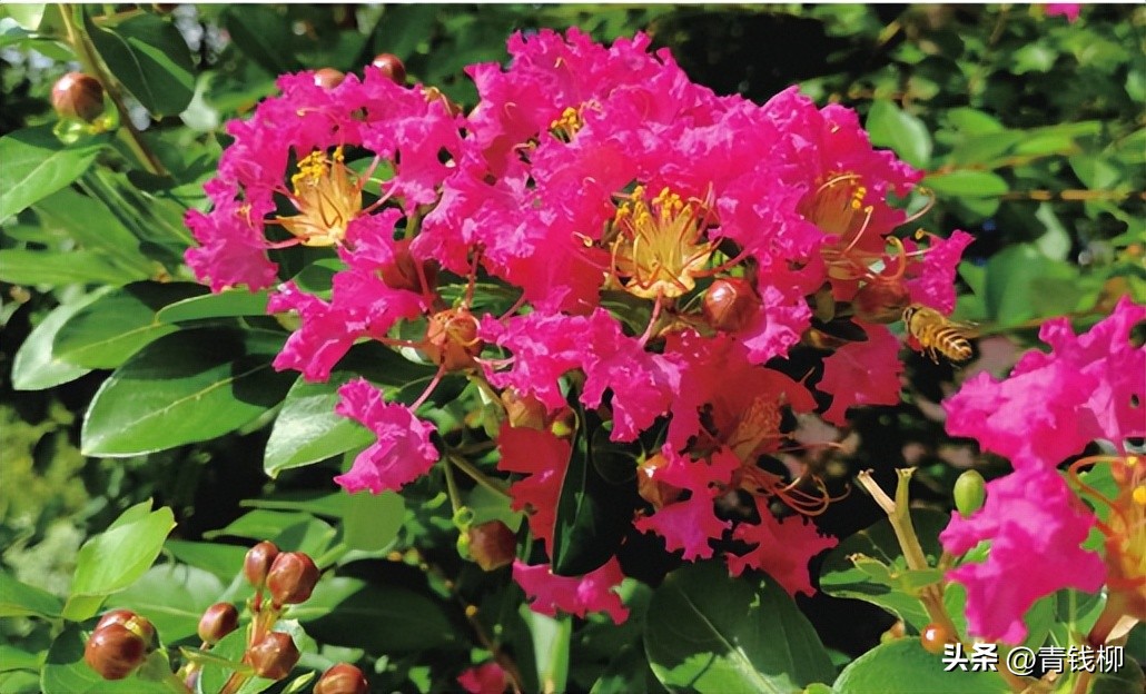 独家揭秘南国花城夏季四季惊艳