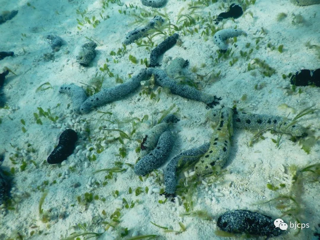 塞班岛免签政策45天还是14天,为什么塞班岛免签