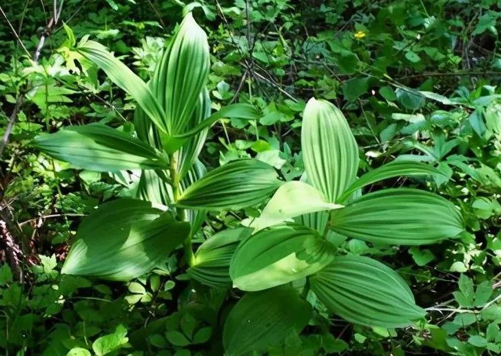 动物生病了该怎么办,动物生病自救方法