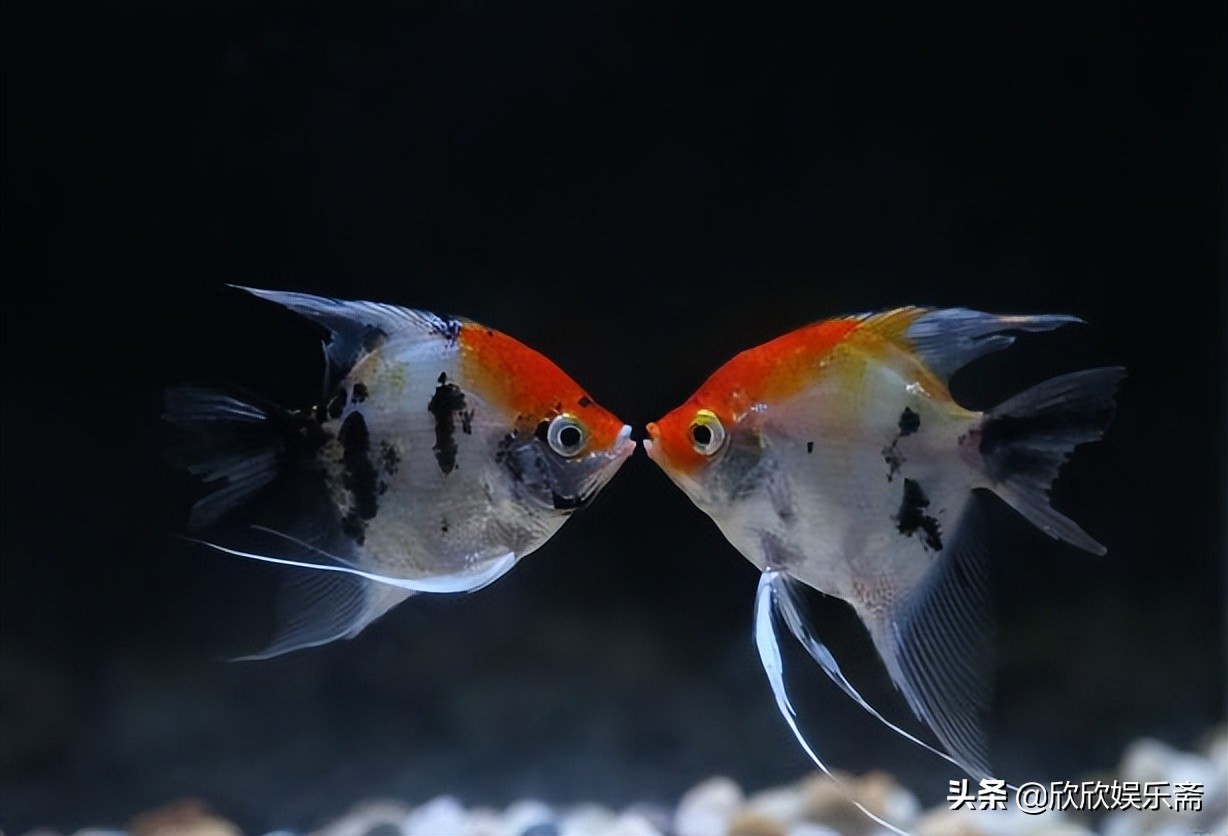 鱼缸硝化过滤细菌多久需要换,鱼缸加入硝化细菌要一直开过滤吗