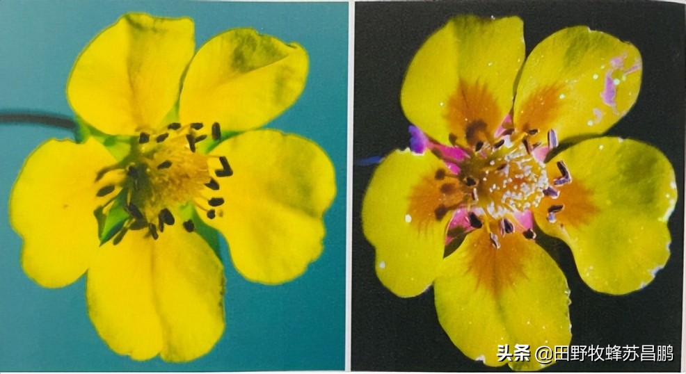 勤劳的小蜜蜂是怎么采蜜的,你见过蜜蜂采蜜的样子吗