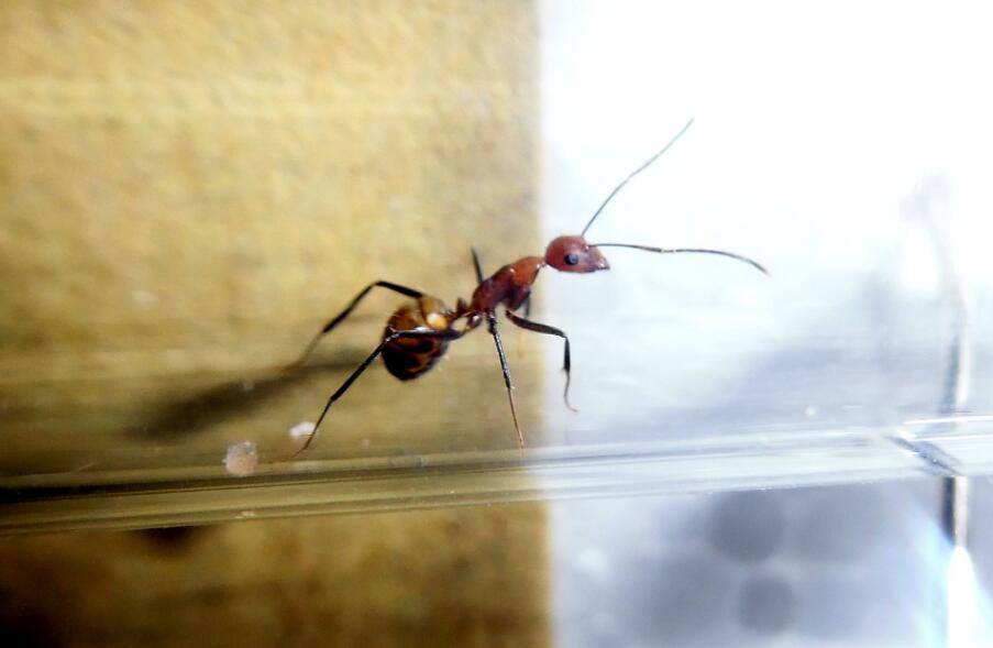 花盆中千足虫和蚂蚁怎么处理,花盆里土里的千足虫子怎么消灭