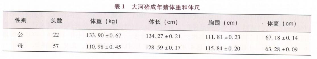 大河猪业,大河猪