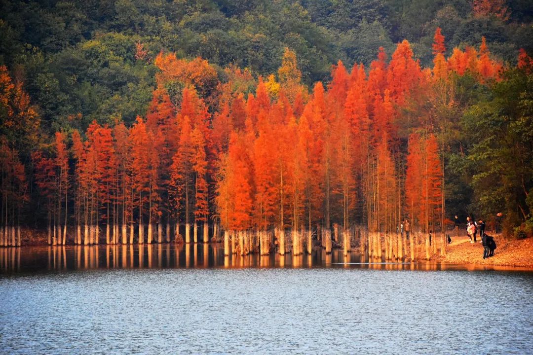 这个小县城藏了无数神仙美食,温州这座被低估的美食之城