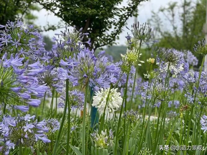 夏季好养的花卉有哪些,夏季的常见花卉有哪些