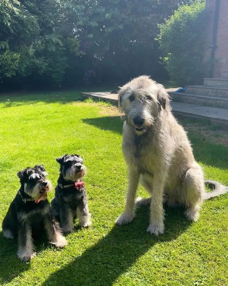 救助了小狗发现长大不简单,收养了一只小狗成长历程