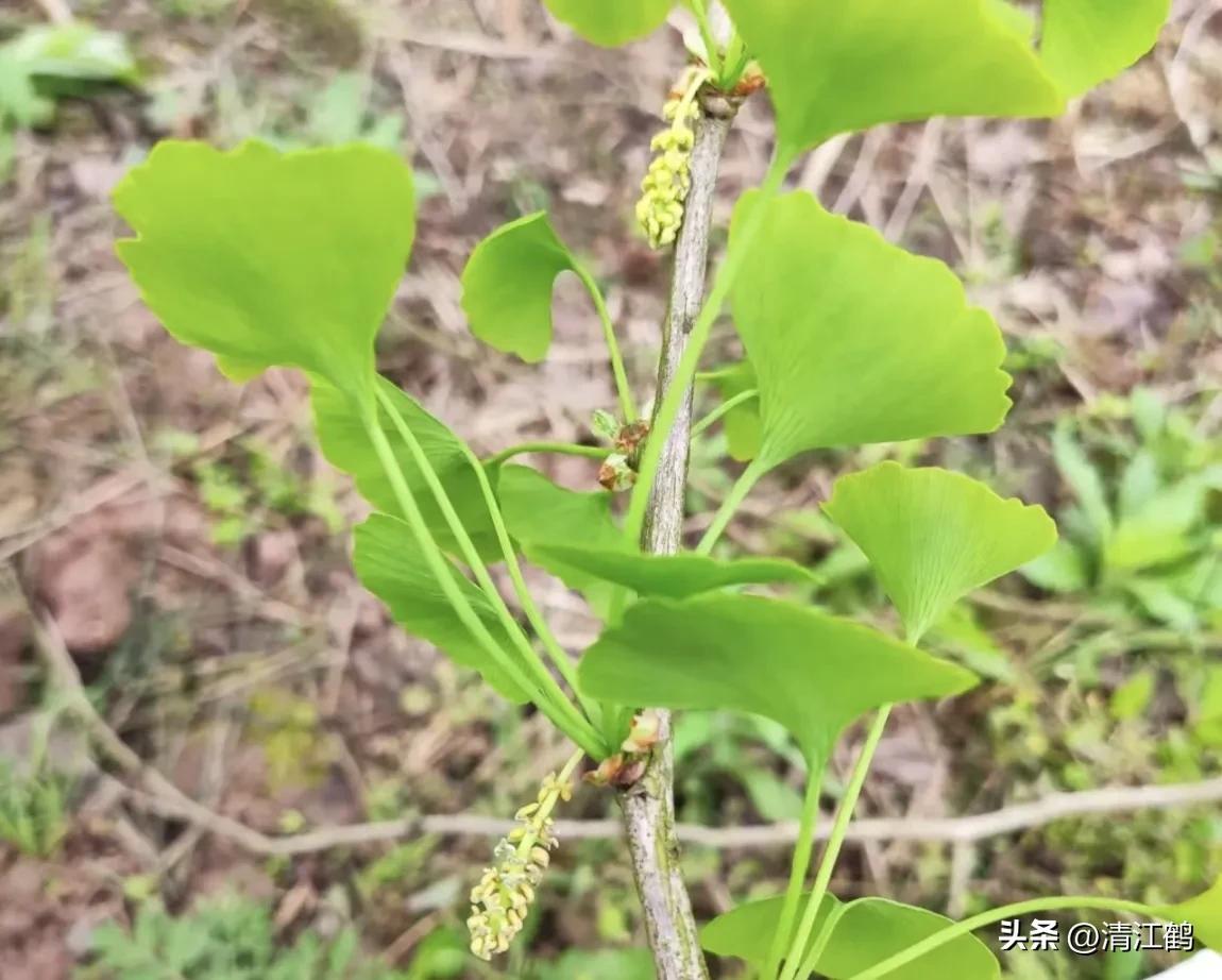 鸭掌木病害图谱及防治,鸭脚木的病害和治疗方法