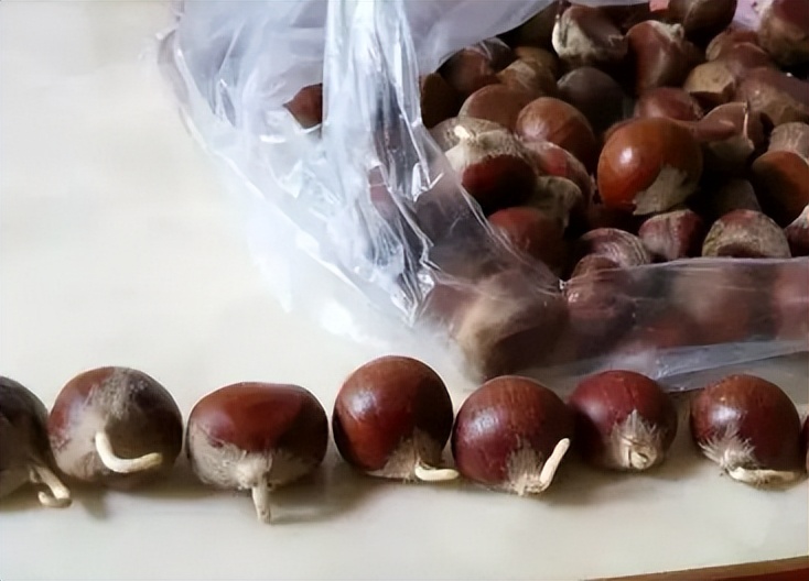 板栗发芽了还能吃吗视频,板栗放几天还能吃吗