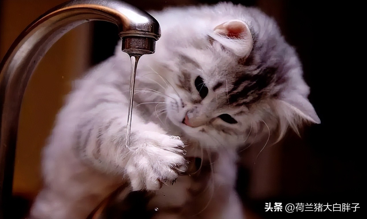 猫咪来月经冷知识,关于猫咪的36个冷知识