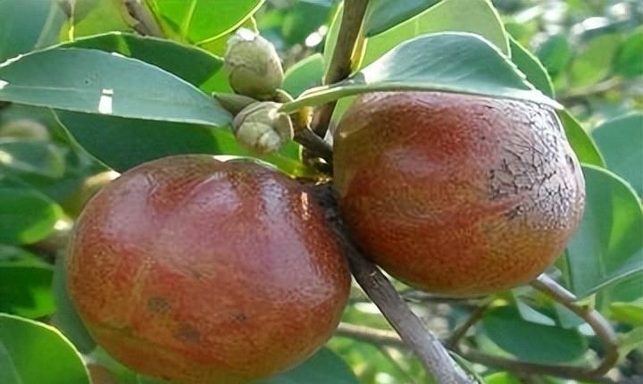 曾是皇帝*用御**，如今却无人问津，“油中软黄金”如何走向末路？