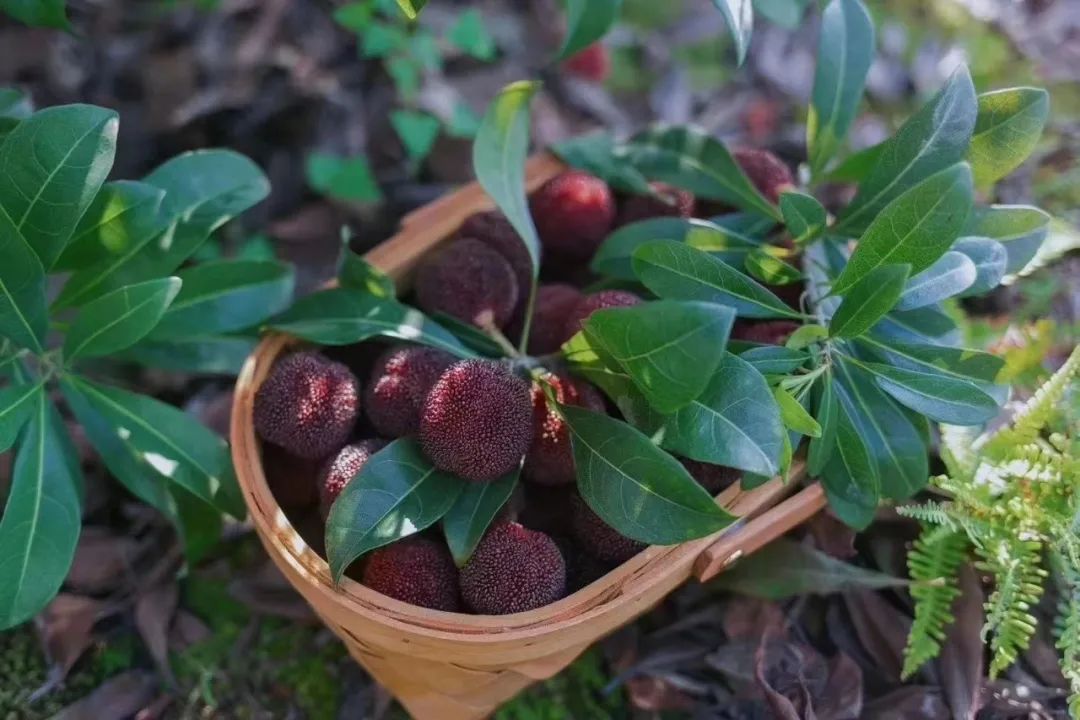 带你们体验摘杨梅的乐趣,酸酸甜甜的杨梅有谁陪我一起采摘