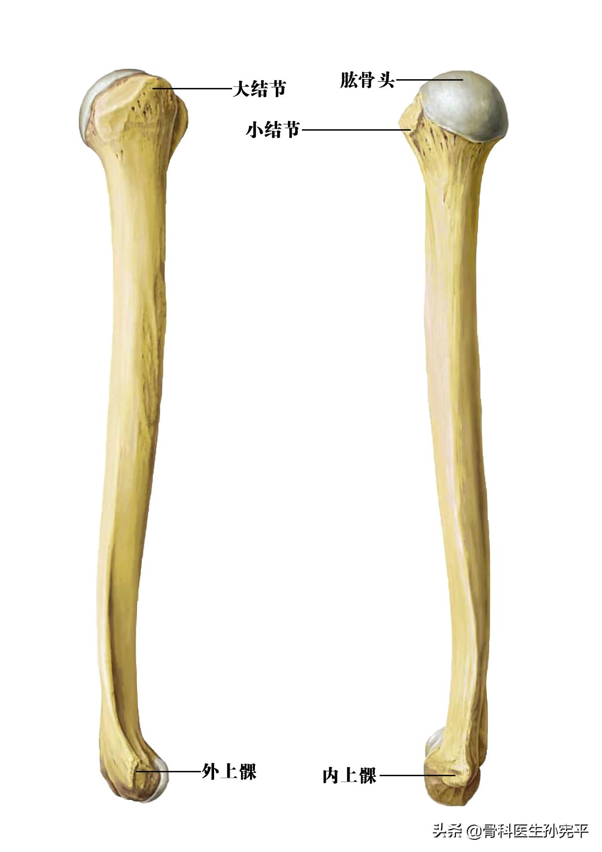 上肢骨解剖图讲解,上肢骨骼解剖素描图