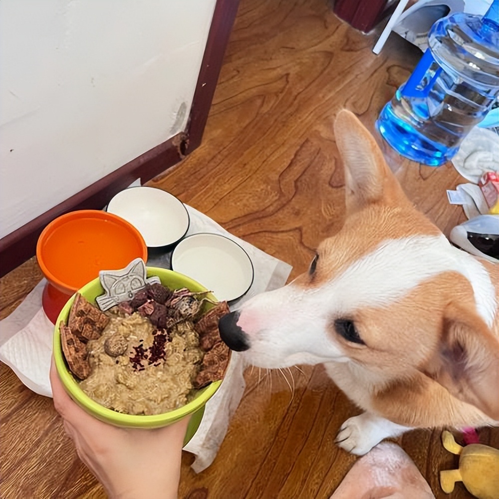 狗狗的这几种行为最容易被误解,狗狗有哪些特征说明它很委屈