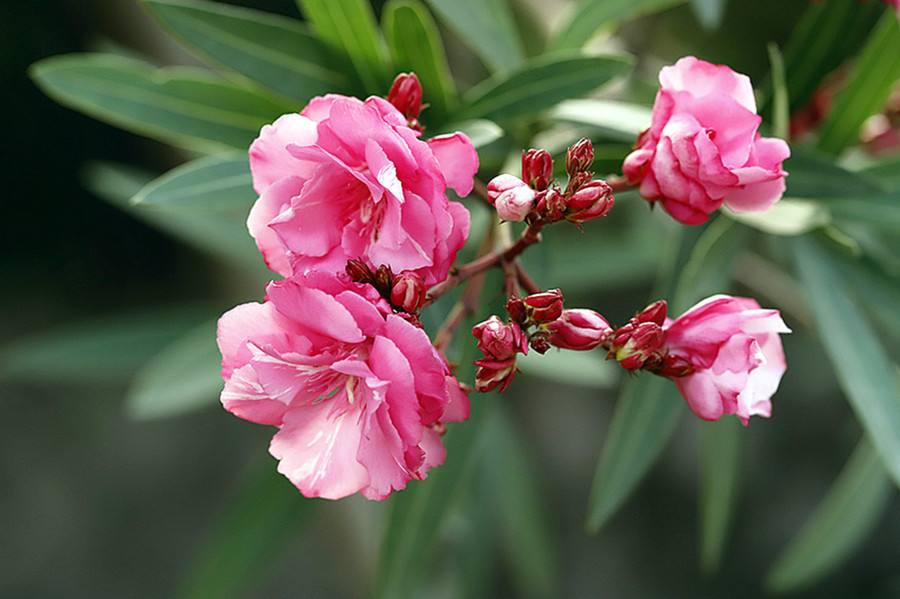 蛇蝎芙蓉花,皖南蛇蝎花