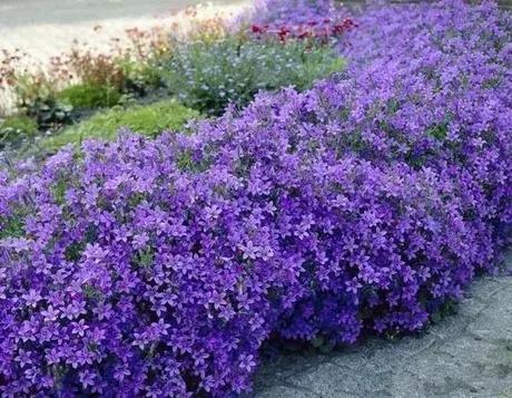 粉色风铃草花,蓝色粉色的风铃草