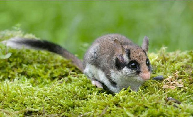 动物界的“睡神”，睡觉睡到去世，它是怎么做到的？