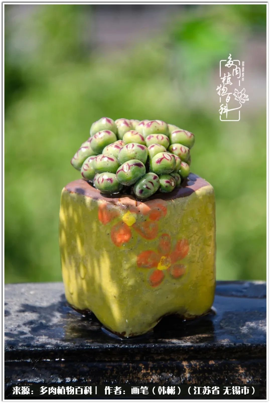 月满西楼别有一番滋味在心头,绿肥红瘦