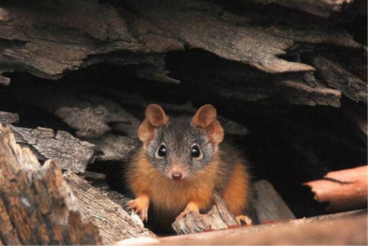 澳大利亚雄性袋鼩,澳洲袋鼩繁衍过程