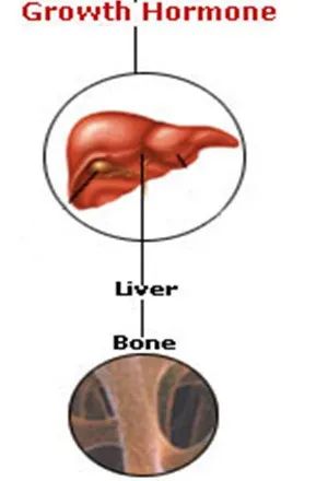 特发性矮小青春期能长多高,什么样能达到特发性矮小标准