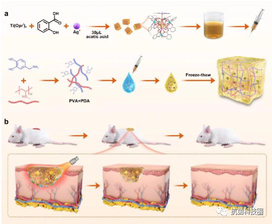【科研快报】具有抗菌、光热和稳定的银钛氧簇水凝胶用于伤口愈合