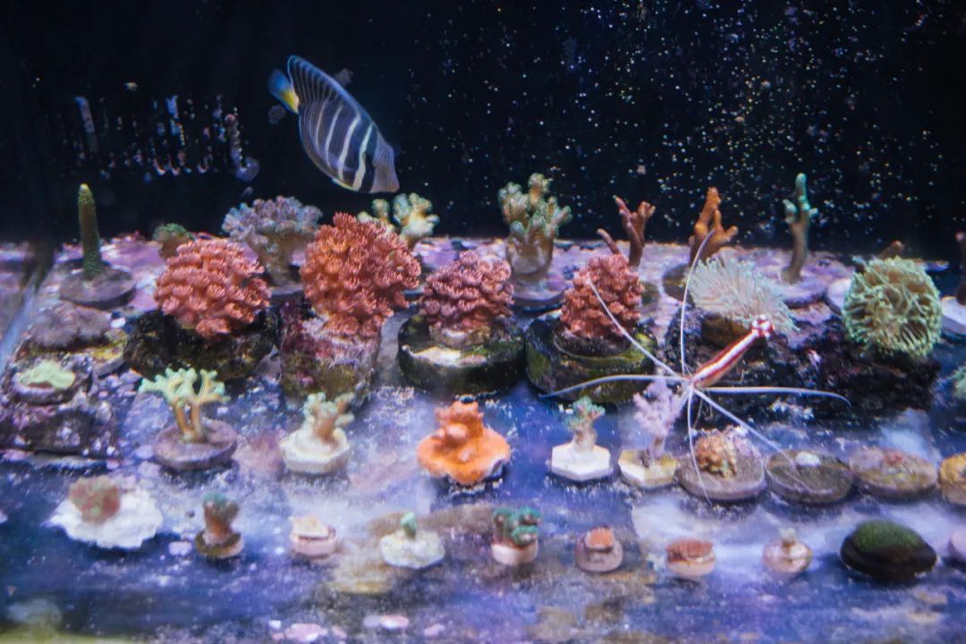 涓栫晫涓婃渶闀跨殑娴锋花鏍堥亾姊呮矙韪忔氮,涓栫晫涓婃渶闀跨殑娴锋花鏍堥亾