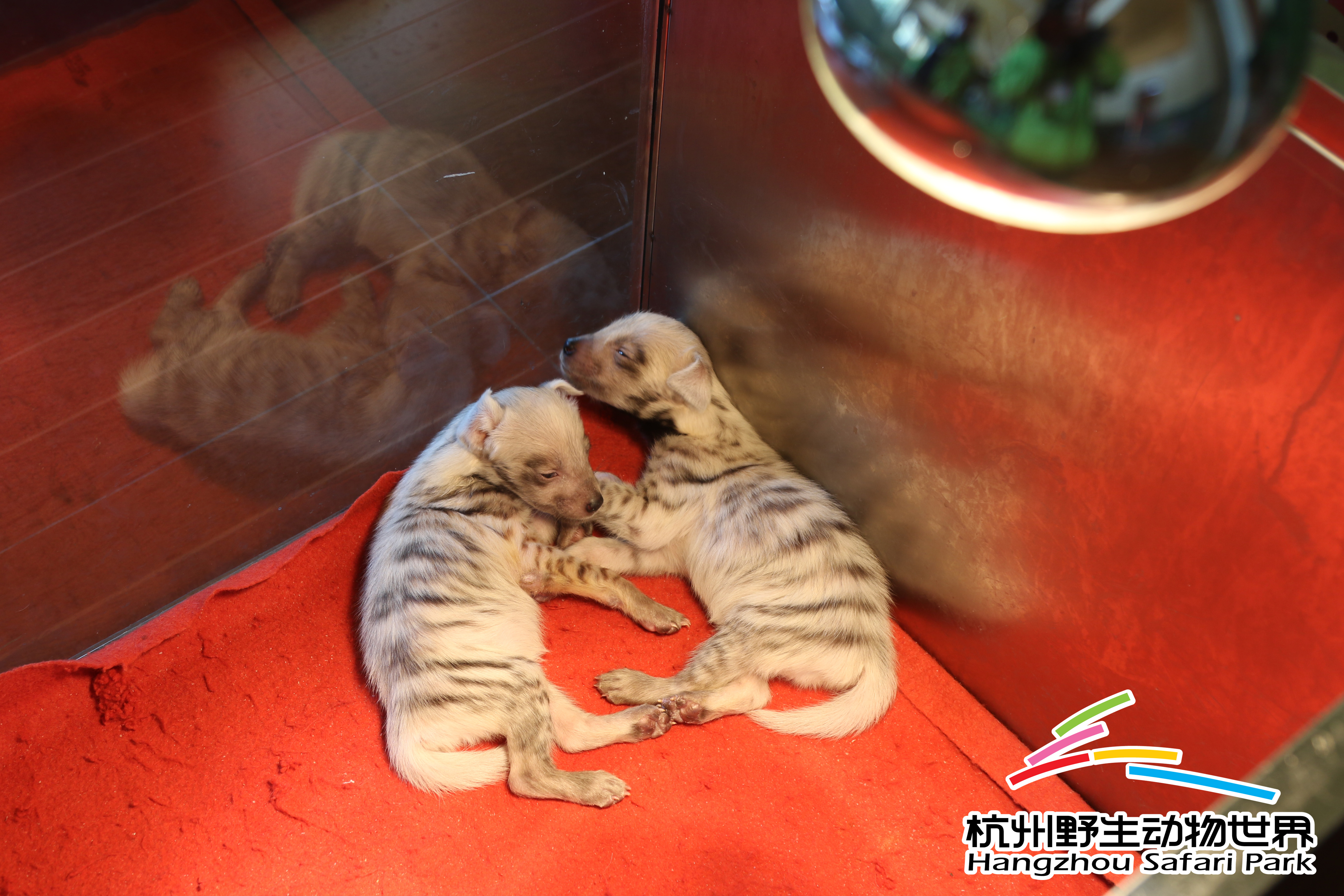 寒潮来袭冻真格,杭州野生动物世界过冬