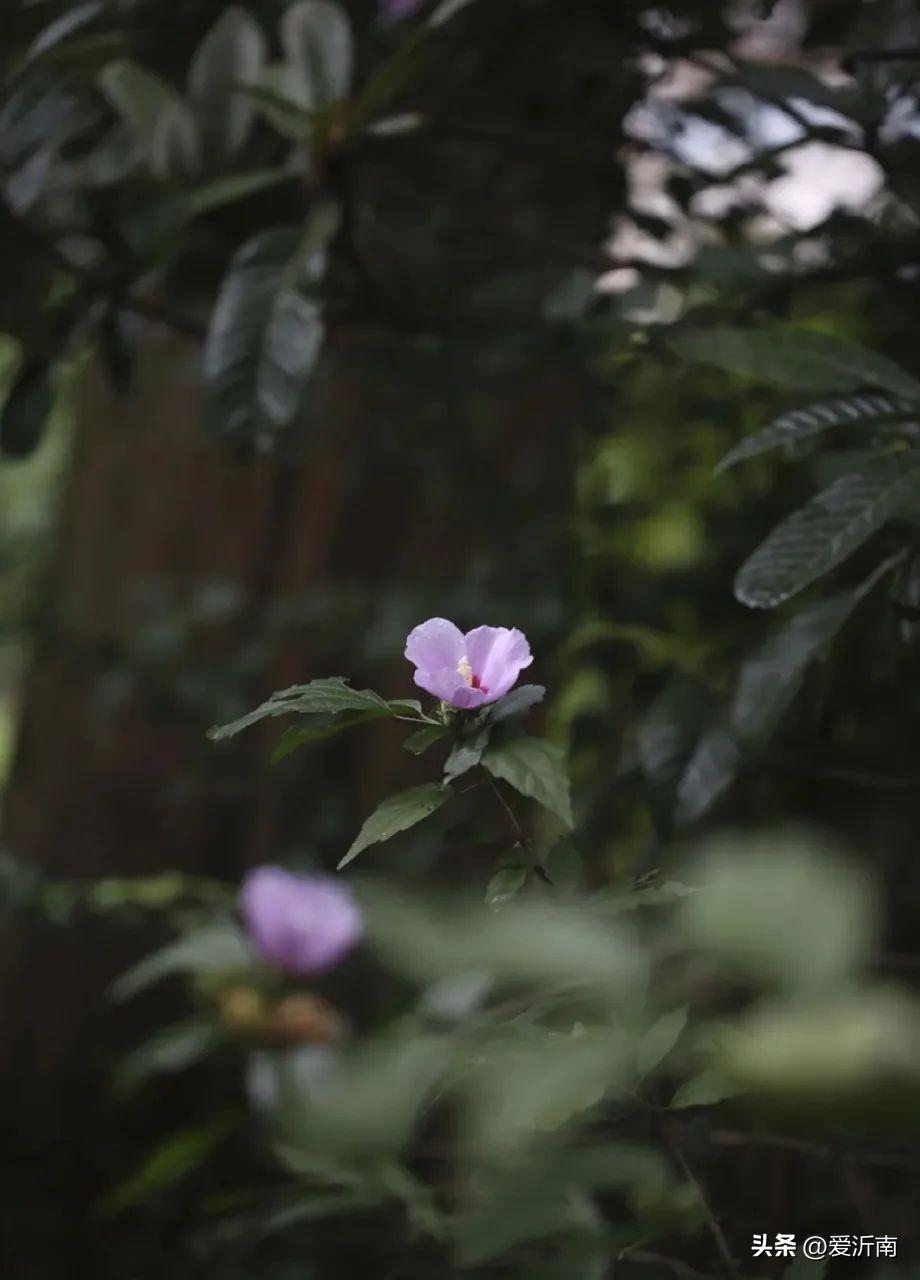 鏈ㄦЭ鏌旂殑灏忚,鏌旂矇绾㈠績閲嶇摚鏈ㄦЭ淇壀