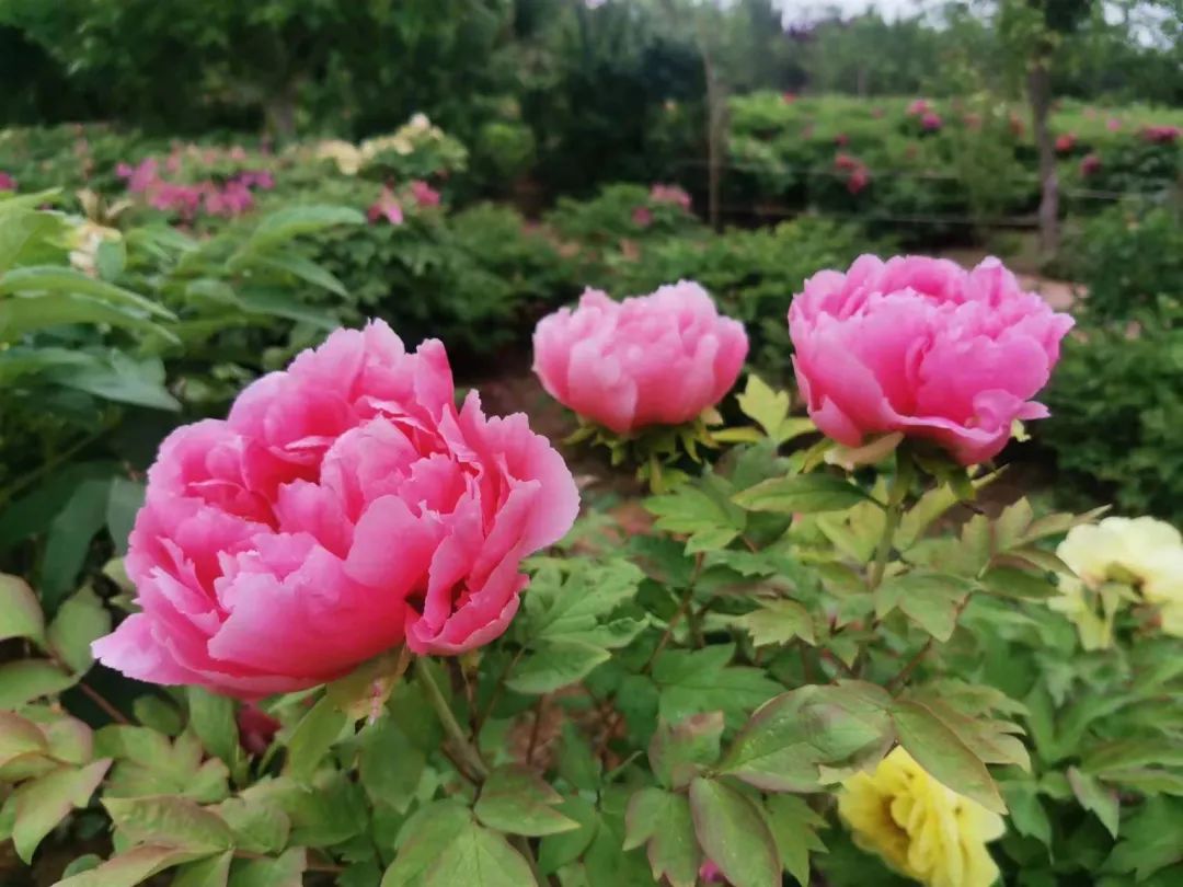 假日模式开启,假日模式怎么玩儿