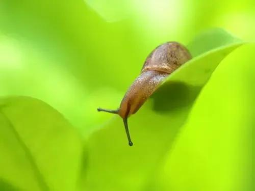 治愈蜗牛教程,超级治愈避雨蜗牛