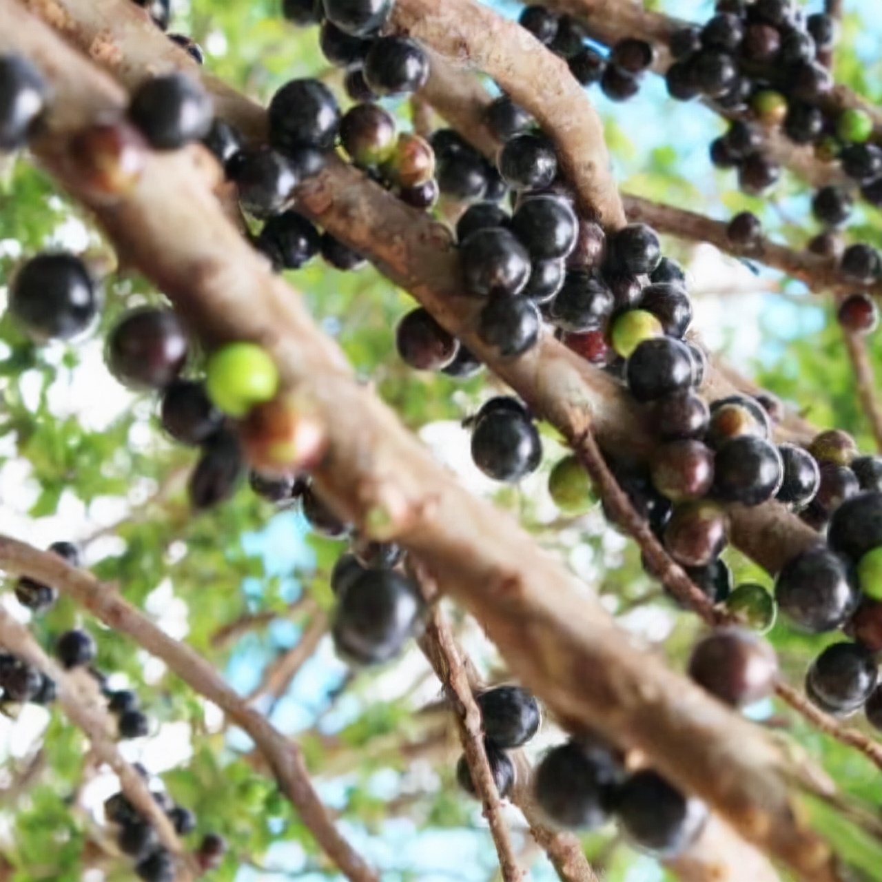 嘉宝果树选哪个品种最好,台湾嘉宝果树品种哪个好