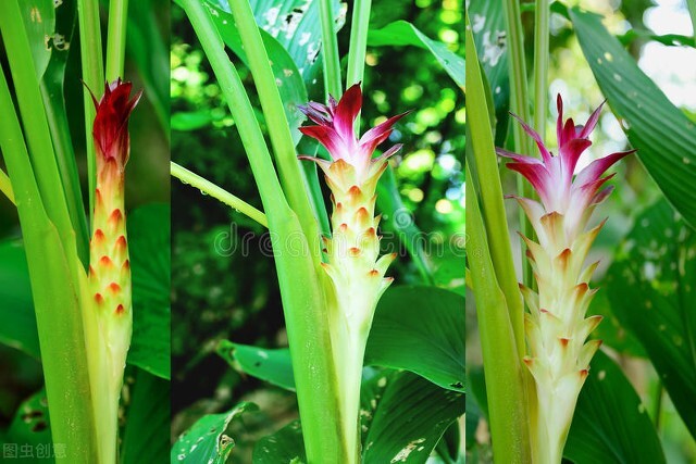 姜花的种植方法,姜花怎么种植盆栽好养