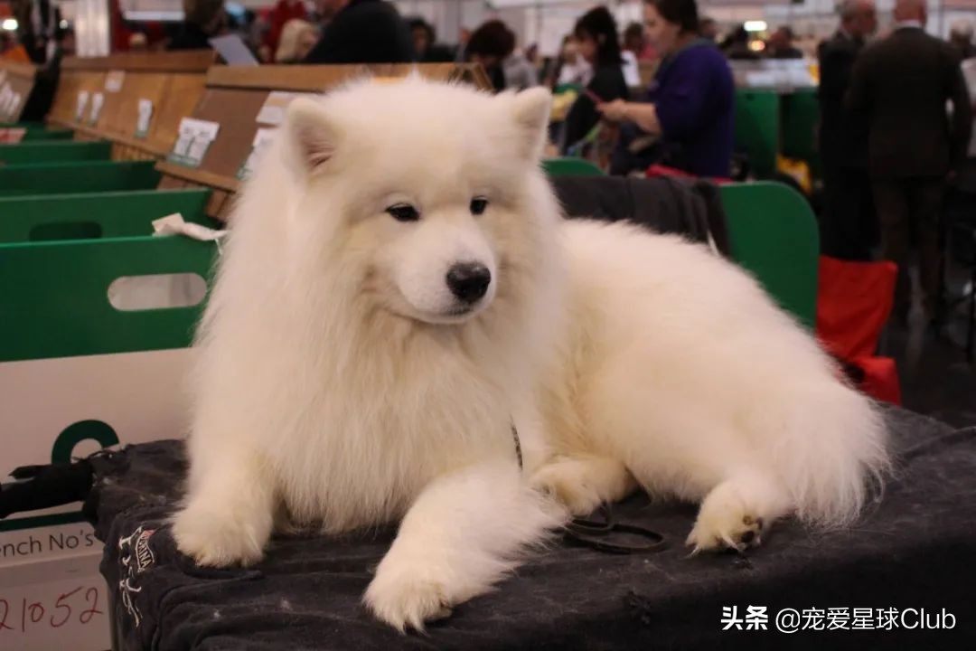 微笑天使萨摩耶犬图,萨摩耶犬是狗狗界的微笑天使
