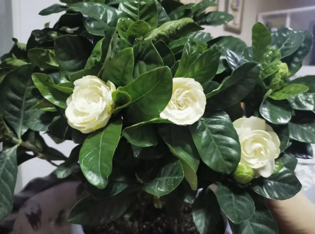 栀子花怎么避免小黑虫,栀子花怕什么碱