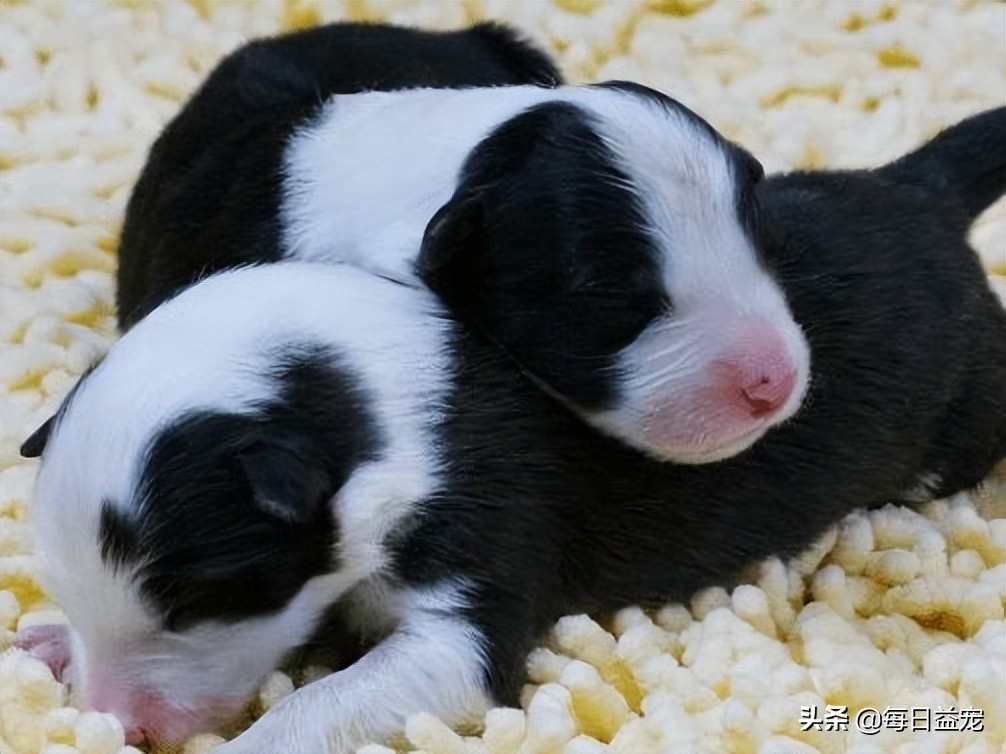 狗狗刚出生是白色的慢慢发黄,狗狗刚出生能看出是什么品种吗