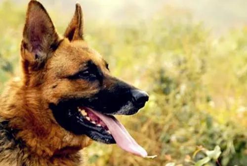 军犬是怎么选拔的,军犬怎样繁育