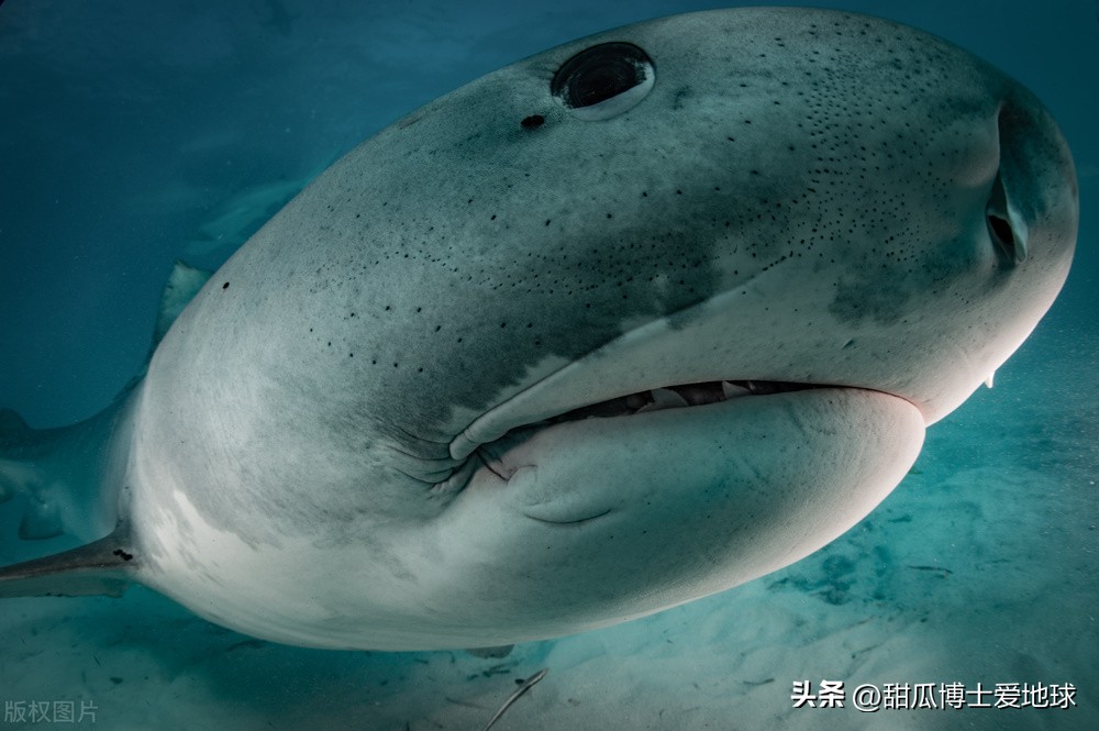 人类通过虎鲸发明了什么,人类首次发现虎鲸什么时候