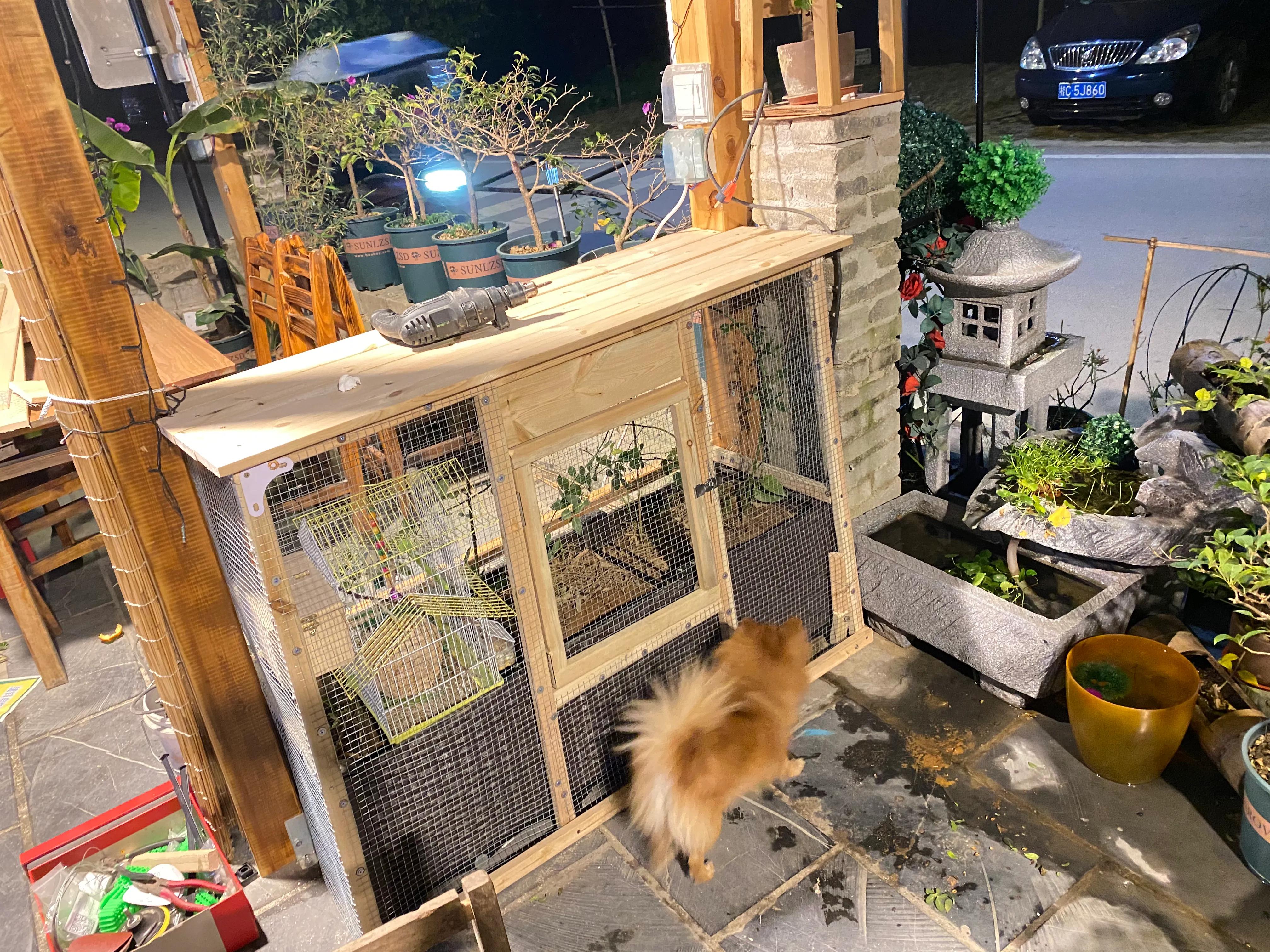 这一次养金鱼成功啦！生态鱼池学会这几招，告别金鱼杀手