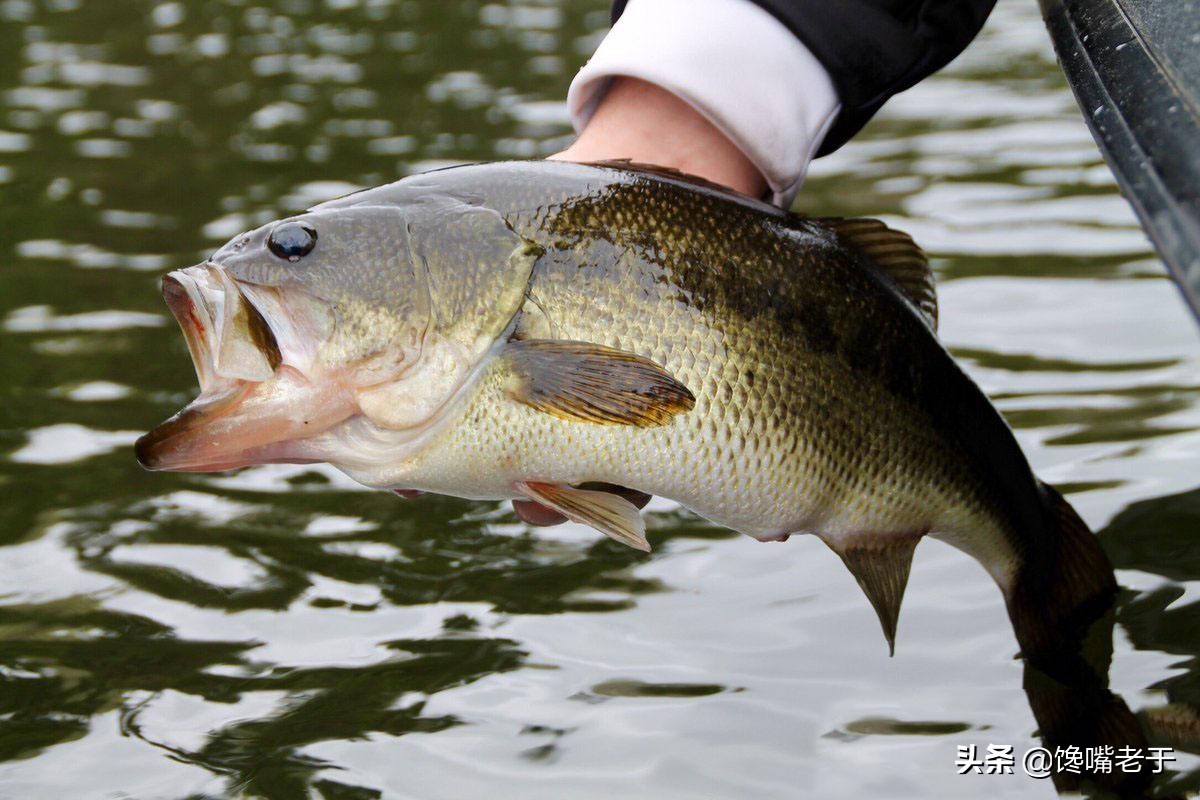 买鲈鱼公的好还是母的好,买鲈鱼大的好还是小一点的好