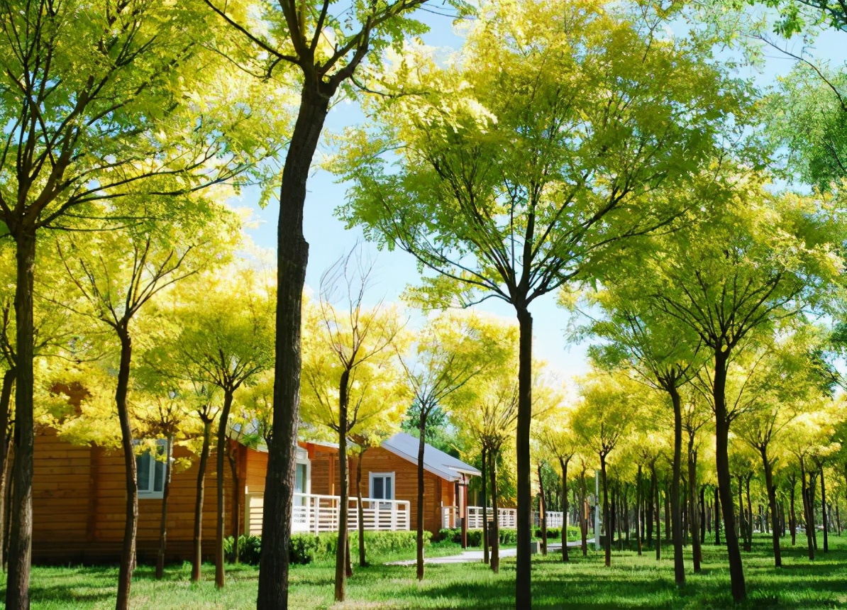 津北森林公园怎么样值得去吗,天津新晋森林主题公园