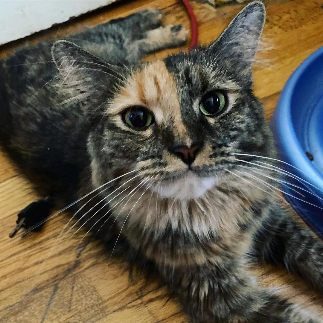 玳瑁阴阳脸猫,阴阳脸玳瑁小猫