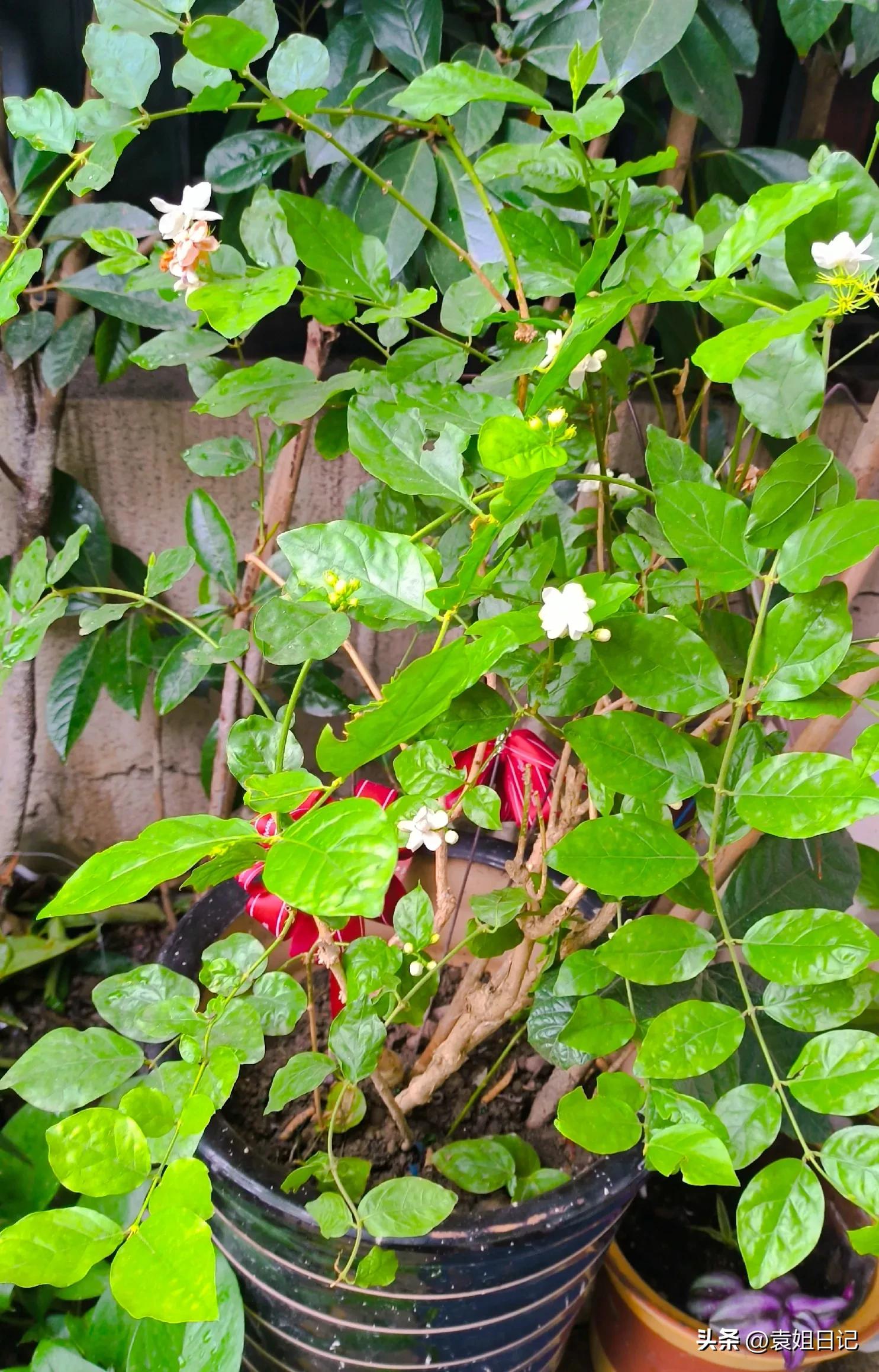 琚佸鐢熸椿鏃ヨ,琚佸鏃ヨ