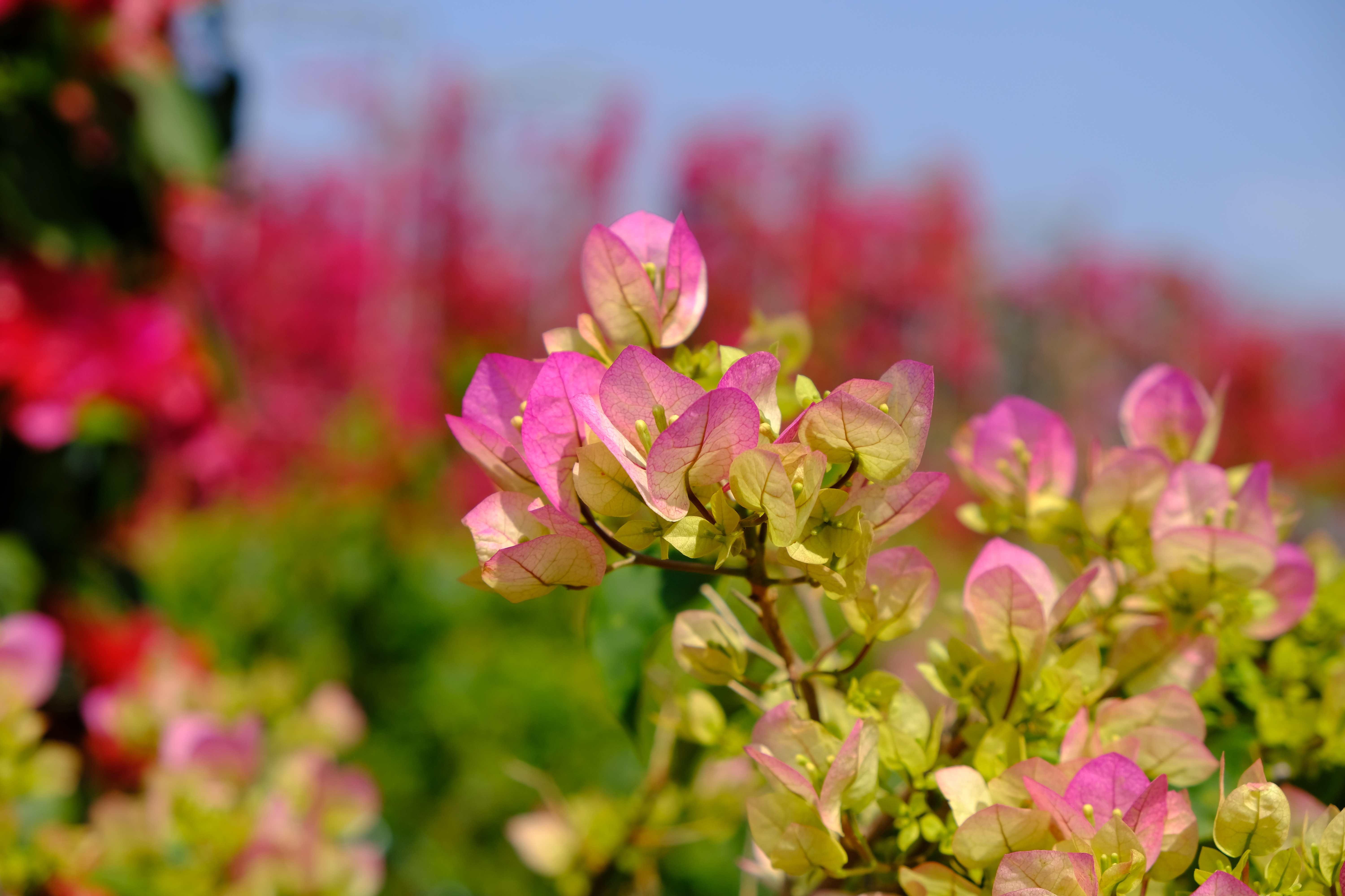 富士xt3配1855镜头拍摄效果,富士xe3套机镜头