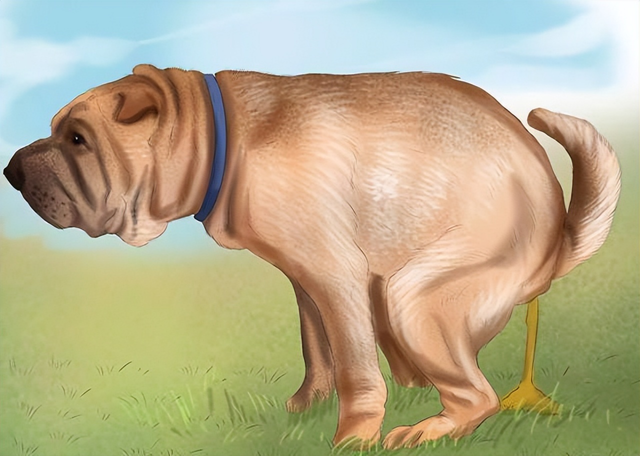 狗狗胆汁反流怎么办,狗狗胆汁淤积有泪痕