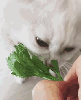 猫咪突然抽筋吐白沫然后死了,猫咪吐白沫水是怎么回事