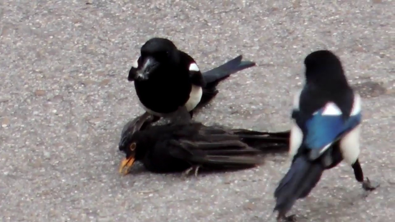 老鹰捕杀大鸟视频,老鹰吃鸟记录