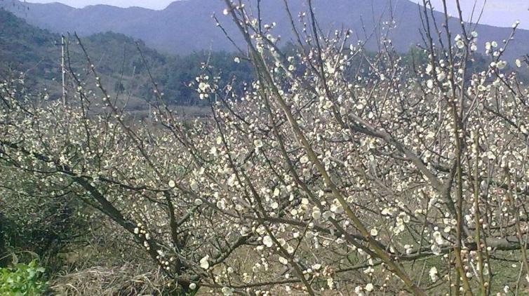上海周边赏梅花的最佳地方,上海周边赏腊梅景点