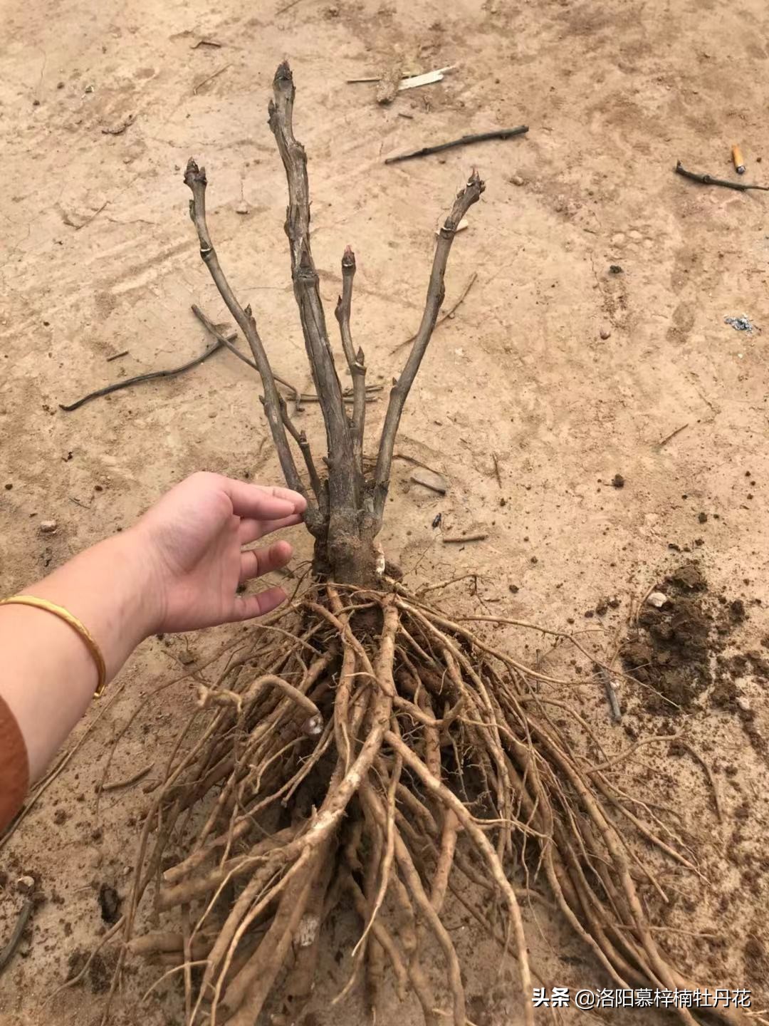 牡丹芍药的种植方法和注意事项,芍药苗子购买