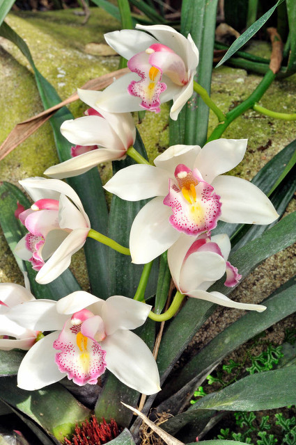 兰花美图奇花异草,兰花幽静之美图片