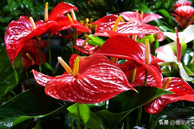 火鹤花图片,火鹤花的风水寓意